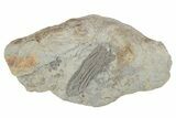 Fossil Crinoid (Histocrinus) - Monroe County, Indiana #231978-1